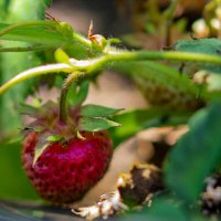 Клубника :: Светлана SvetNika17