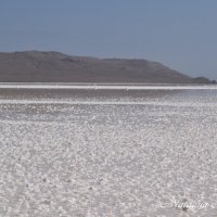 Природа Крыма :: Amazing Cosmea