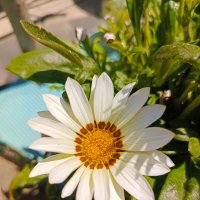 Гацания :: Татьяна Пальчикова