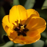 Про тюльпан... :: Николай Гирш