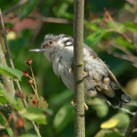 молодой растрёпа поползень ... :: Andrey Bragin молодой растрёпа поползень ... :: Andrey Bragin