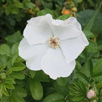 Белый шиповник... :: Татьяна Тюменка