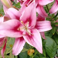 Восточные лилии :: Татьяна Тюменка