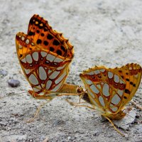 Движение :: Константин Штарк