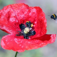 июль :: Михаил Бибичков