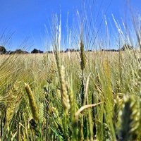 Ржаное поле :: Елена 