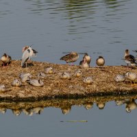 Утки (и не только) на не обитаемом островке :: Георгий А