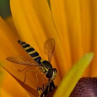 оса :: Наталия 