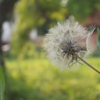 *** :: Елена Kазак (selena1965) *** :: Елена Kазак (selena1965)