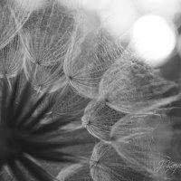 *** :: Елена Kазак (selena1965) *** :: Елена Kазак (selena1965)