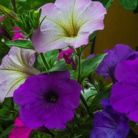 Городские цветы :: Людмила Фил