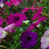 Красота балконная :: Людмила Фил