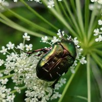 Бронзовка золотистая :: Надежда 