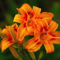 ***** :: Виталий Емельянов