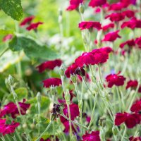 Так вот вы какие, цветочки аленькие, краше которых нет на белом свете? :: Nyusha . Так вот вы какие, цветочки аленькие, краше которых нет на белом свете? :: Nyusha .