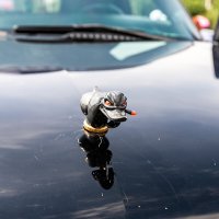 У кого олнень,а у кого.. :: Александр 