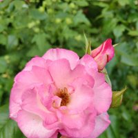 Природа :: Андрей 