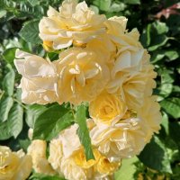 Роза :: Сапсан 