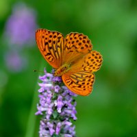 из снятого сегодня 2 :: Александр Прокудин