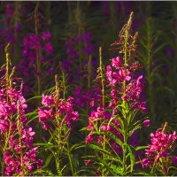 Иван - чай :: Валентин Котляров Иван - чай :: Валентин Котляров