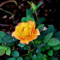 Июльская золотая :: Светлана 