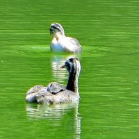 Утята чомги. :: Александр Чеботарь Утята чомги. :: Александр Чеботарь