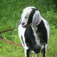 Завсегдатаи Орловского парка :: Наталья Герасимова