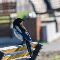 *** :: Виктор Иванович Чернюк