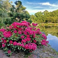 Рододендроны :: Veera V