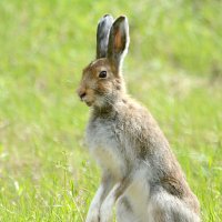 Веселый ушастик. :: Михаил Белоусов