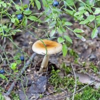 Брать или не брать? :: Валерий Иванович