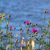 У пруда :: Любовь Сахарова У пруда :: Любовь Сахарова