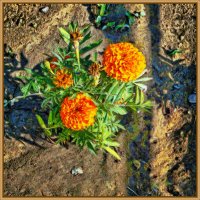 Бархатцы :: Анатолий Чикчирный