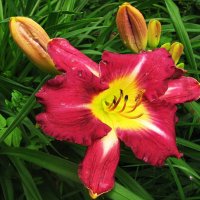 Красавчик :: Людмила Смородинская