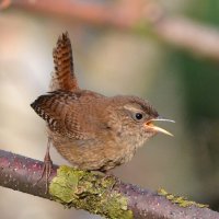 Крапивник :: Владислав Иопек Крапивник :: Владислав Иопек