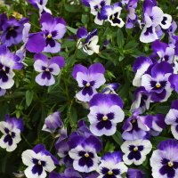 Московский зоопапрк. Анютины глазки. :: Наташа *****