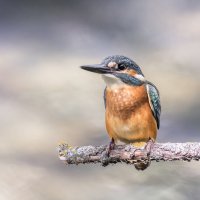 зимородок. :: юрий макаров