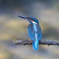 зимородок. :: юрий макаров