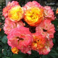 Бесконечные розы :: Натали 