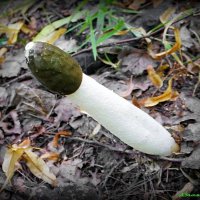 Срамной гриб веселка... :-) :: Андрей Заломленков