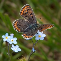 Цветочный романс :: Александр Ковальчук Цветочный романс :: Александр Ковальчук