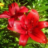 Ли... :: Елена Семигина