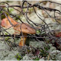 От тихой охоты ! :: Aleksandr Gal