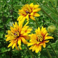 Рудбекия :: Рита Симонова