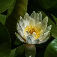 Королева лилий :: Валентин Семчишин