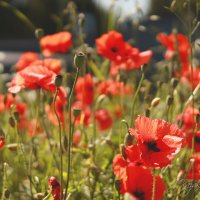 *** :: Елена Kазак (selena1965) *** :: Елена Kазак (selena1965)