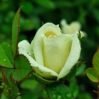 Под дождём :: Валентина Богатко 