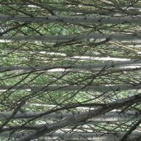 про лес :: Елена Шаламова