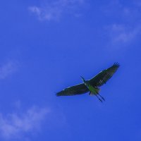 Дочка я тоже НЕСУ, НЕсу, несу :: Владимир Максимов