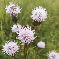 Пирода :: Виктория Тукмакова Пирода :: Виктория Тукмакова